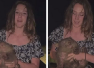 미국 인플루언서, 호주 도로 옆에서 웜뱃 새끼를 낚아채 전 세계적 주목 An American influencer made global headlines after she snatched a wombat joey from the side of the road. (Today)