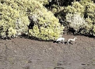 두 마리 개에 의해 물린 시드니 여성 “죽을 것 같았다” 법정에서 밝혀 The alleged owner of the Irish wolfhounds has been charged over the attack and is accused of running away. (Nine)