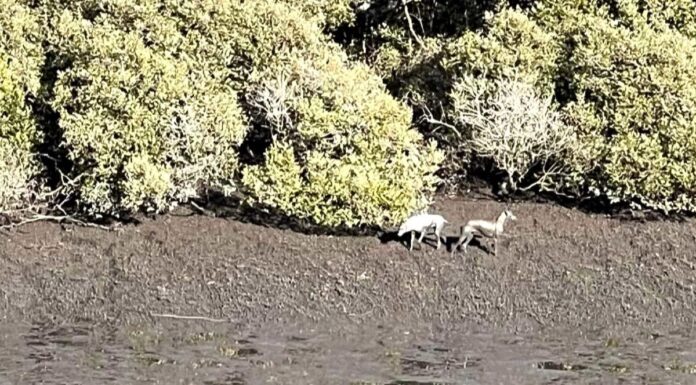 두 마리 개에 의해 물린 시드니 여성 “죽을 것 같았다” 법정에서 밝혀 The alleged owner of the Irish wolfhounds has been charged over the attack and is accused of running away. (Nine)
