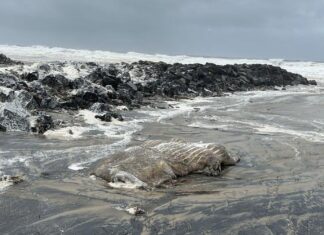 NSW 북부해변, 폭풍으로 인해 묻혔던 고래 시체가 드러나 A dead whale carcass washed up on the beach at Pottsville in northern New South Wales in massive swells generated by Tropical Cyclone Alfred. (Lara Kempnich)