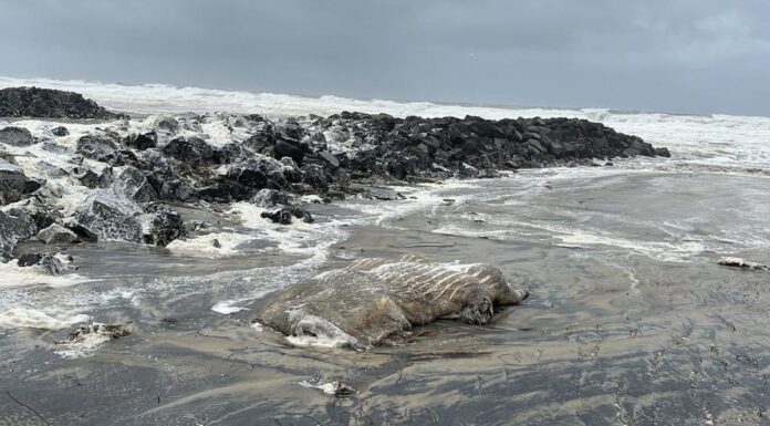 NSW 북부해변, 폭풍으로 인해 묻혔던 고래 시체가 드러나 A dead whale carcass washed up on the beach at Pottsville in northern New South Wales in massive swells generated by Tropical Cyclone Alfred. (Lara Kempnich)