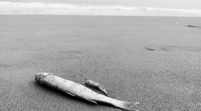 호주, 열대성 저기압 알프레드로 수백만 마리의 물고기사채들이 강에서 발견돼 Thousands of fish have been killed by what experts say is the impact of ex-Tropical Cyclone Alfred._mahdi parhizkar_unsplash