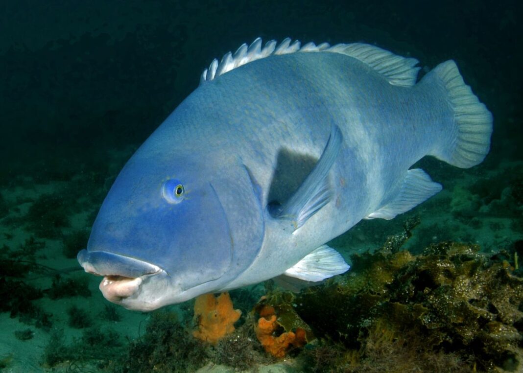 The Eastern Blue Groper is native to the east coat of Australia. (NSW Government)