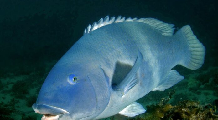 NSW 동부 블루 그루퍼 낚시 금지 연장 The Eastern Blue Groper is native to the east coat of Australia. (NSW Government)