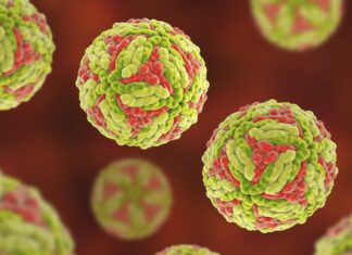 NSW, 2025년에 일본 뇌염으로 두 번째 사망자 발생 The virus is spread by mosquitos. (Getty ImagesScience Photo Libra)