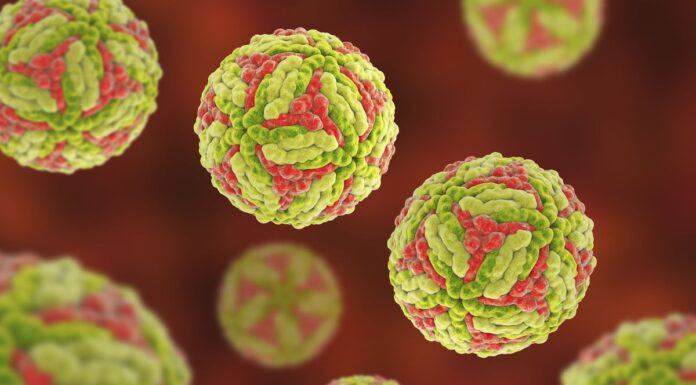 NSW, 2025년에 일본 뇌염으로 두 번째 사망자 발생 The virus is spread by mosquitos. (Getty ImagesScience Photo Libra)