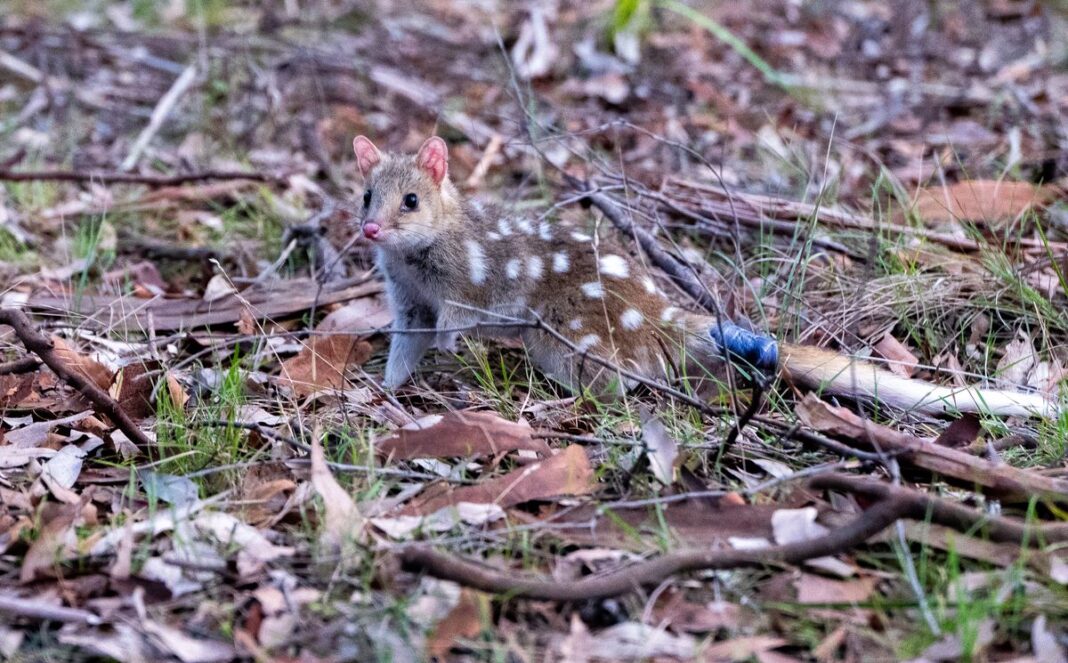 More than a dozen eastern quolls have been released into ﻿a feral-proof site on the NSW South Coast. (Aussie Ark)
