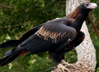 호주 뉴사우스웨일스 경찰, 독수리 집단 총격 사건 수사 중 A number of wedge-tailed eagles have been found dead on a NSW property. (Getty ImagesiStockphoto)