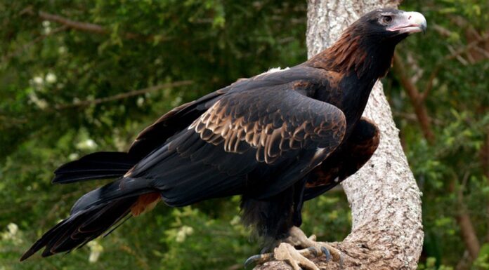 호주 뉴사우스웨일스 경찰, 독수리 집단 총격 사건 수사 중 A number of wedge-tailed eagles have been found dead on a NSW property. (Getty ImagesiStockphoto)