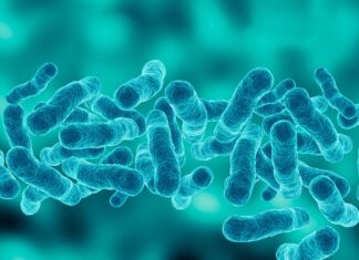 호주 시드니 CBD, 레지오넬라균 감염 확산…1명 사망, 12명 감염 A person has died from Legionnaires' disease after contracting the disease around the Sydney CBD last month. (Getty)