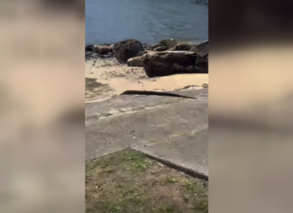 시드니 남부, 붉은꼬리 보아콘스트릭터 탈출 Alarming footage shared to a facebook page has shown an exotic snake on the loose in Sydney's south. (Nine)