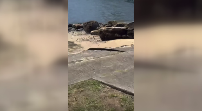 시드니 남부, 붉은꼬리 보아콘스트릭터 탈출 Alarming footage shared to a facebook page has shown an exotic snake on the loose in Sydney's south. (Nine)
