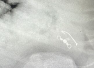 호주 시드니 야라나비 공원, 반려견 낚시 바늘 삼켜… 주민들 안전 대책 촉구 An X-ray shows the fishing hook in Ripley's stomach. (Supplied_9news)