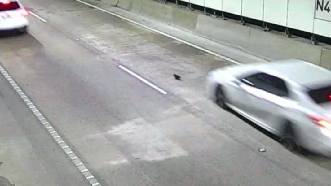 Kitten's miraculous escape from Sydney's M8 tunnel (Nine)