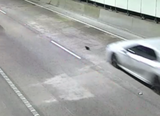 호주 시드니 M8 터널, 고양이 레오의 기적적인 탈출 Kitten's miraculous escape from Sydney's M8 tunnel (Nine)