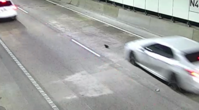 호주 시드니 M8 터널, 고양이 레오의 기적적인 탈출 Kitten's miraculous escape from Sydney's M8 tunnel (Nine)