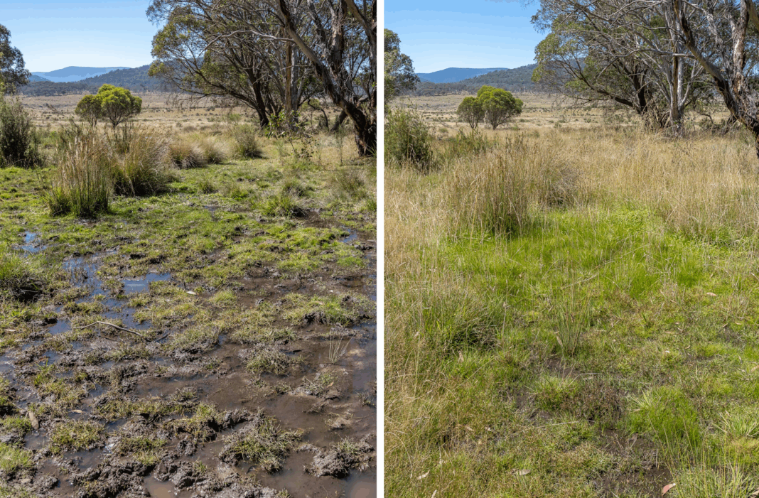 8.Left, grassland before the reduction of feral brumby numbers in Kosciuszko National Park on March 27, 2024 and, right, the same grassland after the reduction of feral brumby numbers in March this year. Source NSW Natio