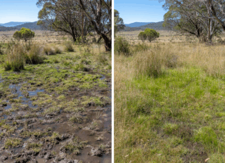 호주 국립공원 야생마 개체 수 줄인 후 생태계 회복 8.Left, grassland before the reduction of feral brumby numbers in Kosciuszko National Park on March 27, 2024 and, right, the same grassland after the reduction of feral brumby numbers in March this year. Source NSW Natio