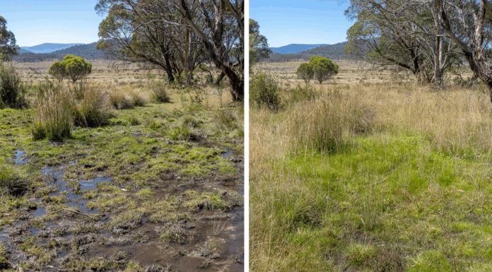 호주 국립공원 야생마 개체 수 줄인 후 생태계 회복 8.Left, grassland before the reduction of feral brumby numbers in Kosciuszko National Park on March 27, 2024 and, right, the same grassland after the reduction of feral brumby numbers in March this year. Source NSW Natio