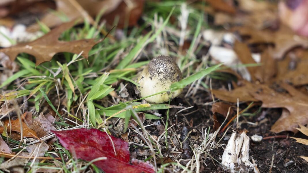 Health authorities have urged NSW residents not to forage or eat wild mushrooms. (Alex Ellinghausen)