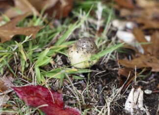 호주 NSW ‘죽음의 버섯’ 발견, 야생버섯 섭취 경고 Health authorities have urged NSW residents not to forage or eat wild mushrooms. (Alex Ellinghausen)