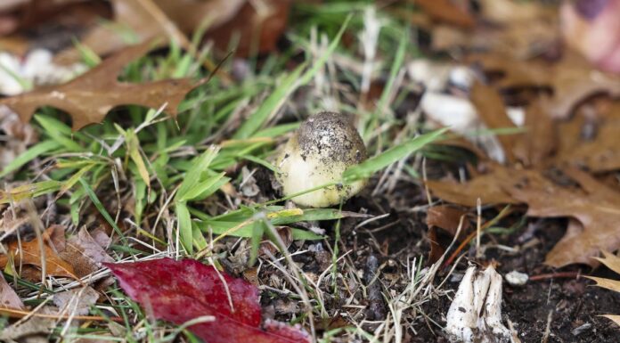 호주 NSW ‘죽음의 버섯’ 발견, 야생버섯 섭취 경고 Health authorities have urged NSW residents not to forage or eat wild mushrooms. (Alex Ellinghausen)