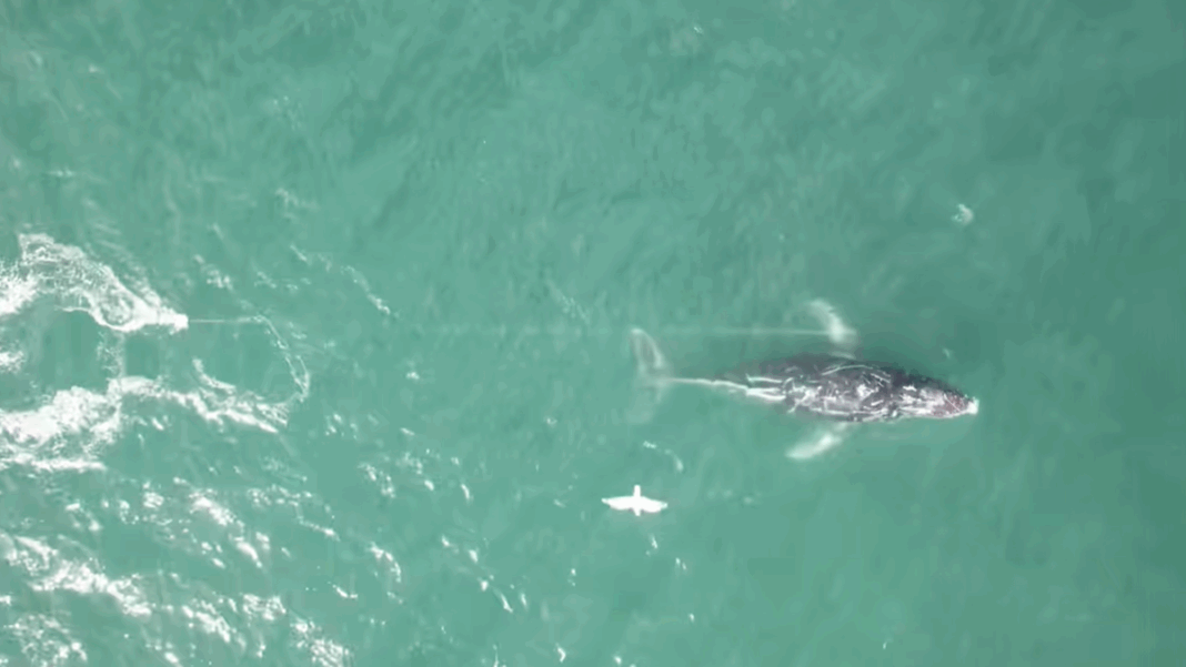 The unusual movements of an entangled humpback whale off ﻿the coast of New South Wales have been a cause of concern for rescue teams. (Clay Sweetman)