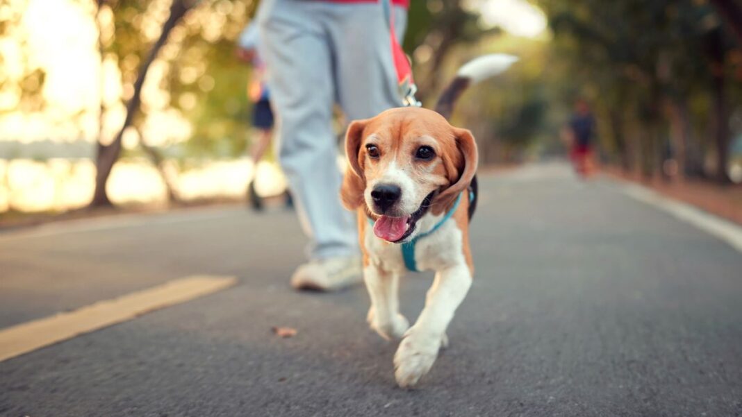 Two Sydney councils want stricter penalties for dog owners. (Getty)