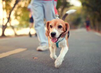 호주 시드니 시의회, 반려동물 비매너 행위에 더 높은 벌금 추진 Two Sydney councils want stricter penalties for dog owners. (Getty)