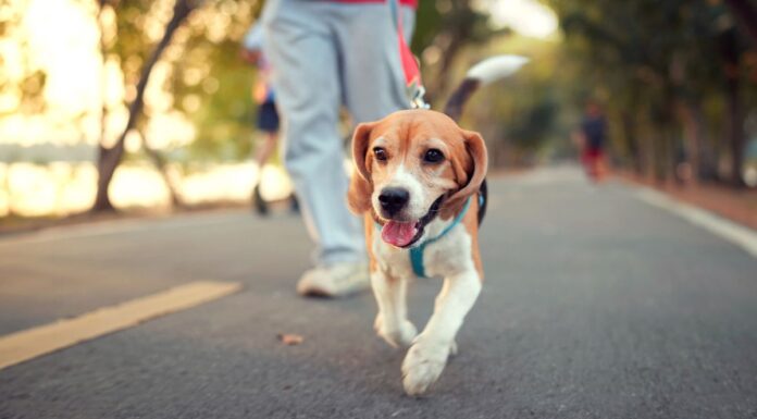 호주 시드니 시의회, 반려동물 비매너 행위에 더 높은 벌금 추진 Two Sydney councils want stricter penalties for dog owners. (Getty)