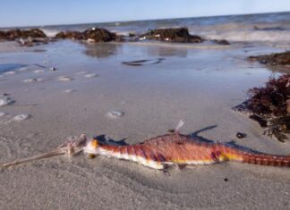 호주 남호주 독성 조류 번성에 환경부 1,400만 달러 지원 결정 Thousands of marine animals have been washing up on South Australian beaches. Picture Stefan Andrews Great Southern Reef Foundation