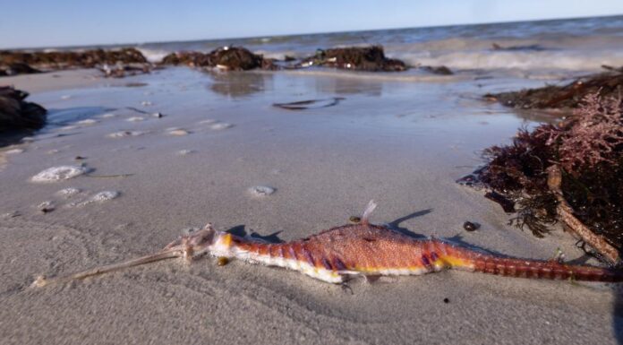 호주 남호주 독성 조류 번성에 환경부 1,400만 달러 지원 결정 Thousands of marine animals have been washing up on South Australian beaches. Picture Stefan Andrews Great Southern Reef Foundation