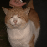 4.There are calls for the state government to enforce stricter cat ownership laws as well over half a million strays roam Sydney’s streets (9News)