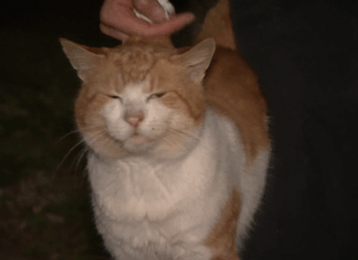 호주 시드니, 유기 고양이 60만 마리 방치 There are calls for the state government to enforce stricter cat ownership laws as well over half a million strays roam Sydney's streets (9News)