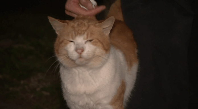 호주 시드니, 유기 고양이 60만 마리 방치 There are calls for the state government to enforce stricter cat ownership laws as well over half a million strays roam Sydney's streets (9News)