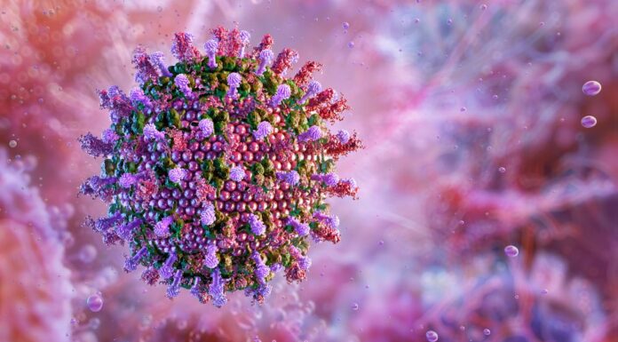 호주 NSW: 희귀 박쥐 바이러스로 네 번째 사망 발생 Any bat in Australia can potentially carry ABLV. (Getty)