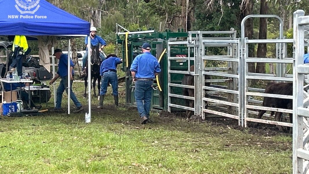 Police found a liquid nitrogen tank containing over $100k in cattle semen. (NSW Police)