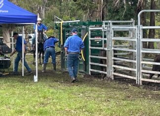 20만 달러 규모 와규 소 정액 및 소 도난 사건, 호주 남성 기소 Police found a liquid nitrogen tank containing over $100k in cattle semen. (NSW Police)