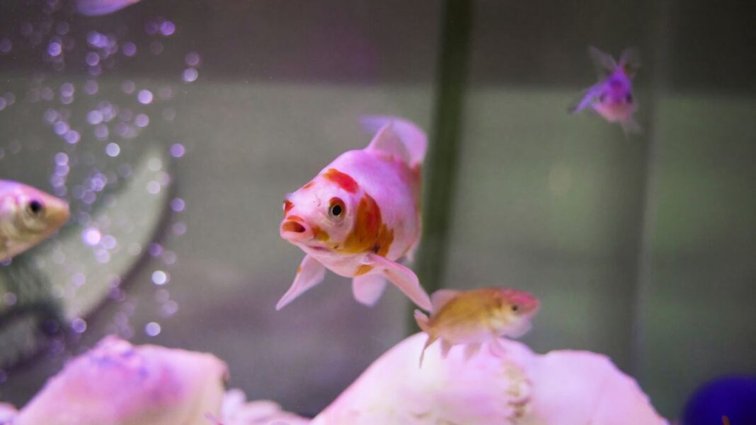 A 20-year-old man has been charged after he allegedly ate a live fish at a Sydney pet store. (Getty)