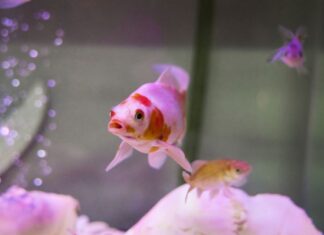 카슬힐, 펫숍서 금붕어 삼킨 20세 남성, 동물학대 혐의로 기소 A 20-year-old man has been charged after he allegedly ate a live fish at a Sydney pet store. (Getty)