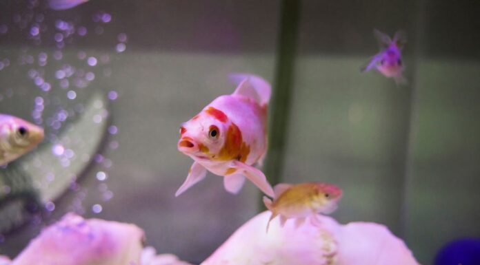 카슬힐, 펫숍서 금붕어 삼킨 20세 남성, 동물학대 혐의로 기소 A 20-year-old man has been charged after he allegedly ate a live fish at a Sydney pet store. (Getty)