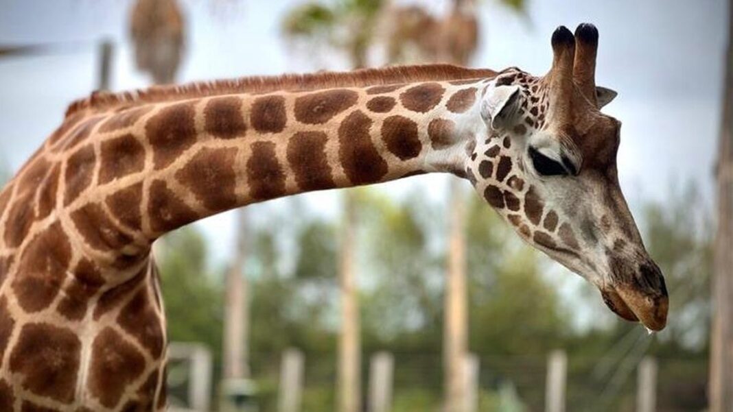Nzuri the giraffe and her unborn calf passed away due to severe complications during labour on last Thursday night. (Sydney Zoo)