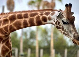 시드니 동물원에서 임신한 기린 난산끝에 사망 Nzuri the giraffe and her unborn calf passed away due to severe complications during labour on last Thursday night. (Sydney Zoo)