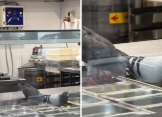 컴버랜드 시의회 파라마타 쇼핑 상가 비둘기 박멸 추진 Video of pigeons eating from toppings at Crust Pizza Neutral Bay has gone viral Credit TikTok