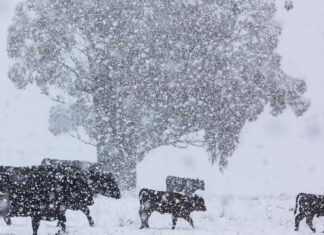 NSW 북부 – 대규모 폭설로 수천 가구 정전, 차량 고립 .The livestock-heavy region has been largely cut off from communicating with the outside world due to power and cell service outages. Picture NewsWire Simon Scott_news.com.au