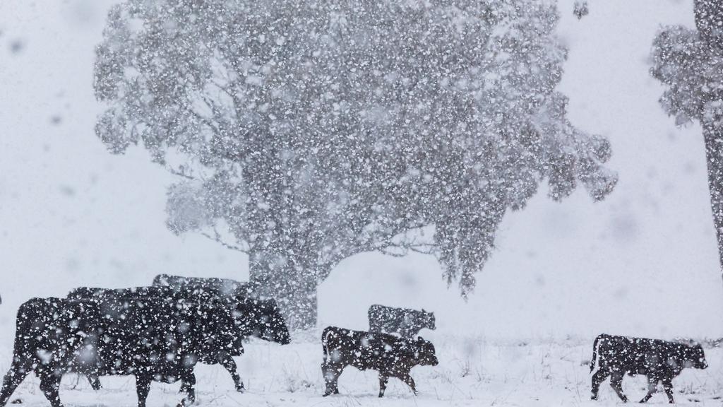 .The livestock-heavy region has been largely cut off from communicating with the outside world due to power and cell service outages. Picture NewsWire Simon Scott_news.com.au