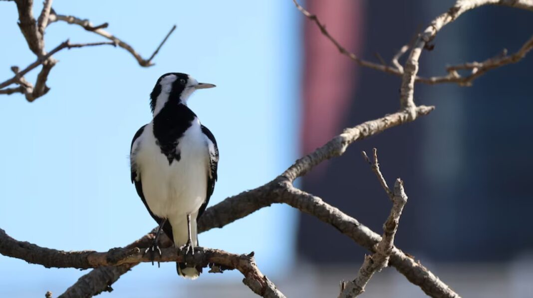 Australian magpie-larks aka peewees began their morning songs nearly an hour earlier in brightly lit areas, according to the study. (iNaturalist_tavimaes, CC BY-NC)