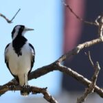 12.Australian magpie-larks aka peewees began their morning songs nearly an hour earlier in brightly lit areas, according to the study. (iNaturalist_tavimaes, CC BY-NC)