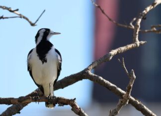 호주 도시 빛 공해에 잠못드는 새들 하루 50시간 더 지저귄다 Australian magpie-larks aka peewees began their morning songs nearly an hour earlier in brightly lit areas, according to the study. (iNaturalist_tavimaes, CC BY-NC)