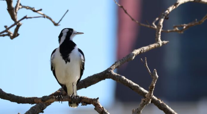호주 도시 빛 공해에 잠못드는 새들 하루 50시간 더 지저귄다 Australian magpie-larks aka peewees began their morning songs nearly an hour earlier in brightly lit areas, according to the study. (iNaturalist_tavimaes, CC BY-NC)